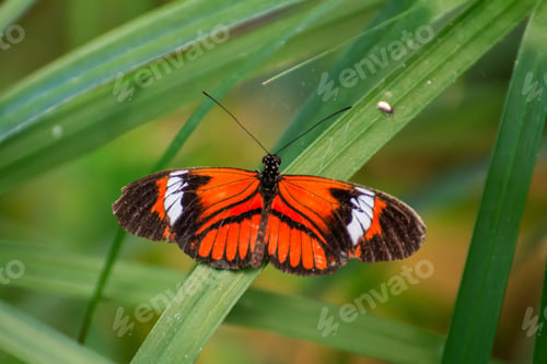 Preview: Beautiful orange butterfly on a green leaf, nature zoomed, depth of field, beauty in nature