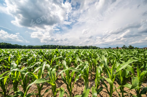 Preview: Corn field in a sun