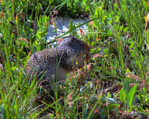 Preview: Brown ground squirrel in a field of tall grass and weeds on a hillside