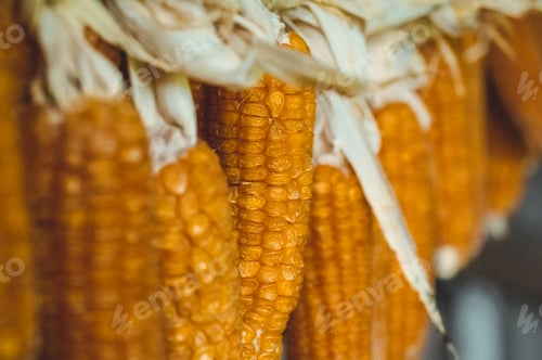 Preview: Yellow ripe corn collected in autumn
