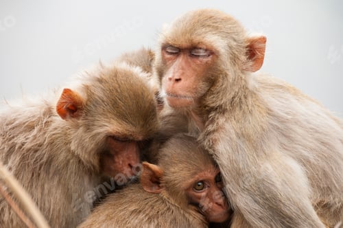 Preview: Monkey family with babies, hugging each other, Red faced macaque, emotional photo.