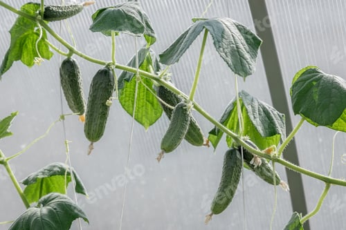 Preview: A lot of cucumbers ripen in the greenhouse.