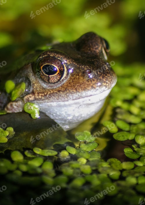 Preview: Closeup of face of green toad swimming in swamp with duckweeds covering the surface