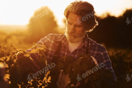 Visualização: Portrait of senior stylish man with grey hair and beard on the agricultural field with harvest