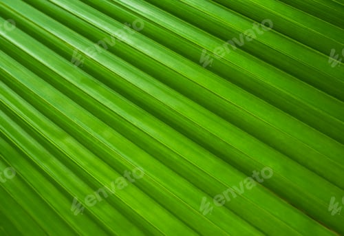 Preview: Palm leaf background summer mockup abstract dark