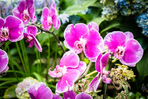 Preview: Colorful flower in the garden