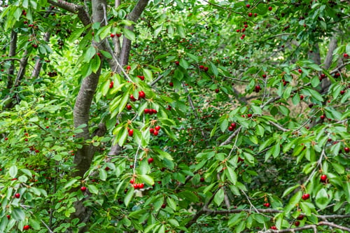 Preview: Ripe cherries on a tree branch