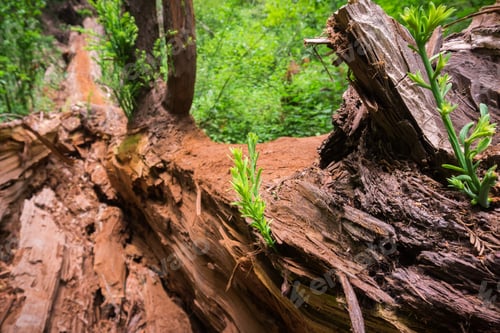 Preview: Tiny Redwood trees sprouting from a fallen trunk