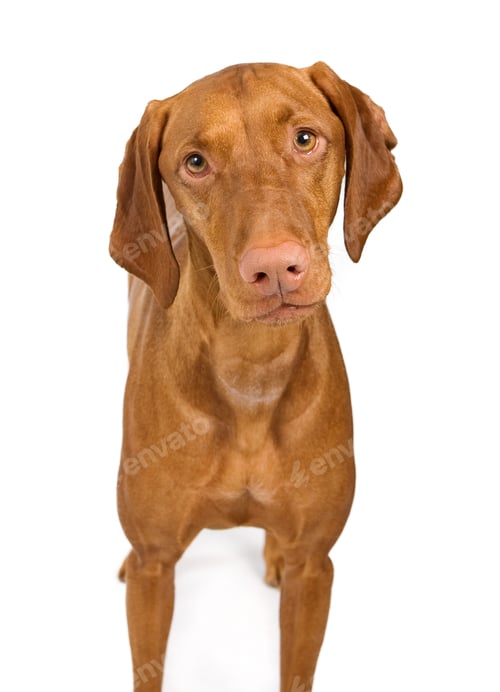 Preview: Vizsla Dog Close-up