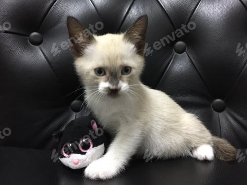 Preview: Cute kitten