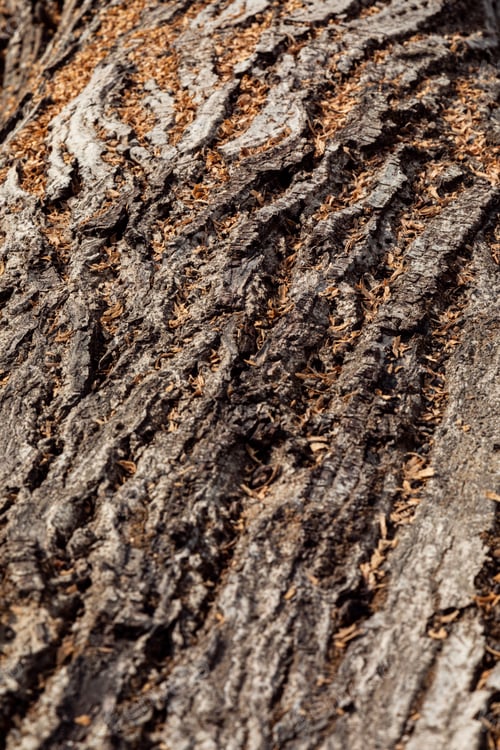 Preview: Texture of old tree bark
