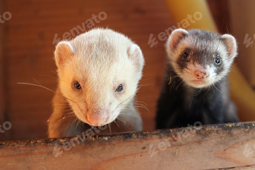 Preview: Closeup of two young cute ferrets staring at the camera