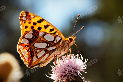Preview: Close-up side shot of a beautiful multicoloured butterfly perched on a flower.