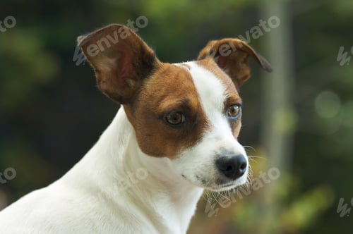 Preview: Jack Russell Terrier Portrait