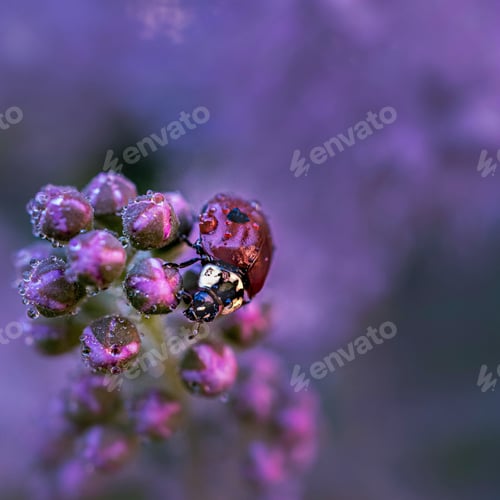 Preview: A red ladybug sits on small pink buds. Lilac background. Macro