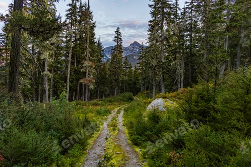 Preview: Scenic Forest Trail in Hope, BC, Canada with Mountain View and Lush Greenery