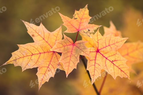 Preview: Leaves in autumn