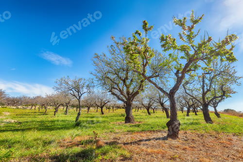 Preview: Beautiful white almond flowers on almond tree branch in spring Italian garden, Sicilia.