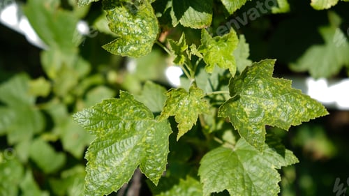 Preview: Currant leaves damaged by fungal diseases or insect pests.