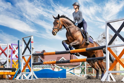 Preview: Equestrian sport. Show jumping competition. Young rider horseback girl jumping over an obstacle