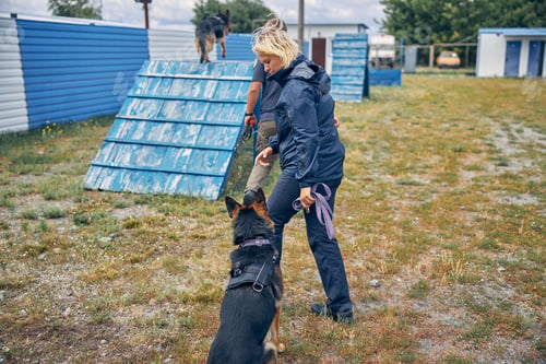 Preview: Officers training security dogs at special playground