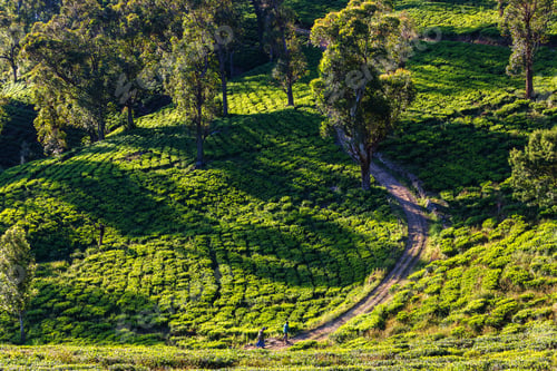 Preview: Tea plantation