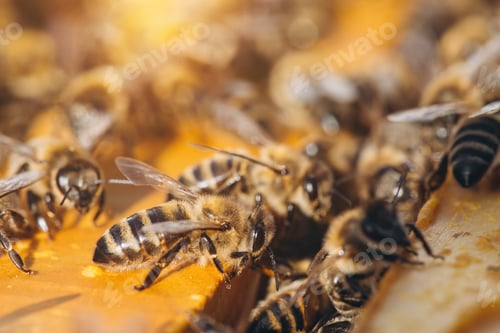 Preview: Bee colony in hive macro. Working honey bees, honeycomb, wax cells with honey and pollen.