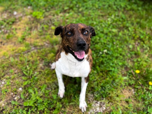 Preview: Small brown dog sitting happily in a grassy park, looking up curiously