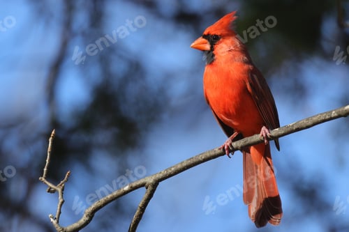 Preview: Vibrant red cardinal with an orange face perched atop a branch of a tree against a serene blue sky