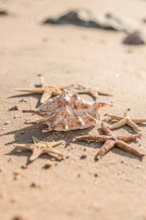 Preview: Seashells and seastars on the sand, summer beach background travel concept