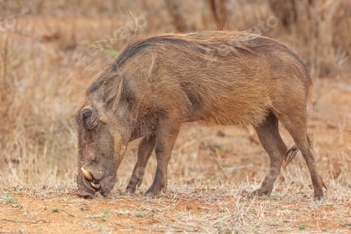 Preview: A Warthog in Kruger Park