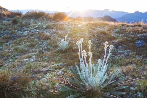 Preview: Plants in Colombia
