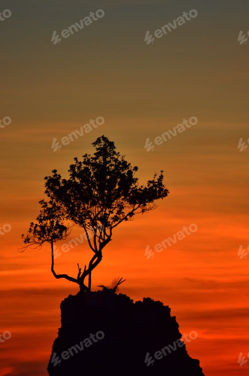 Preview: sunset tree