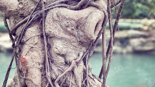 Preview: Close up picture of bonsai tree trunk.