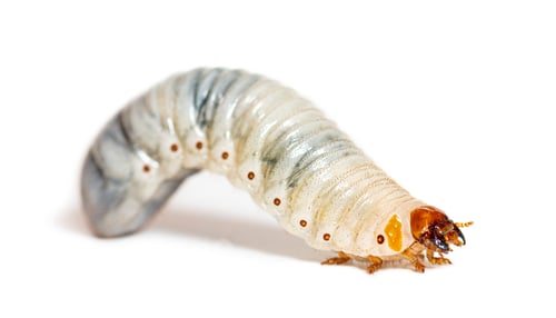 Preview: Larva of Flamboyant flower beetle, Eudicella gralli, isolated on white