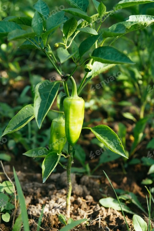 Preview: Green pepper on a garden bed. Farm cultivation of vegetables