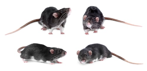 Preview: Fluffy rat isolated on white, collage. Rodent