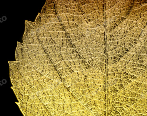 Preview: Autumn Leaves Lie On Bright Paper Background Image