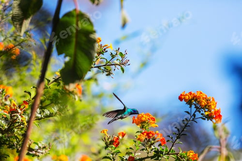 Preview: Kolibri