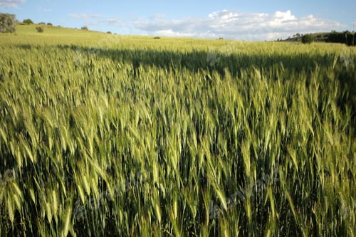 Preview: wheat field