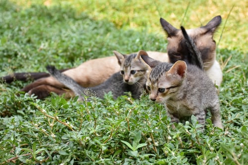 Preview: Cute baby tabby kitten in the grass on a summer day