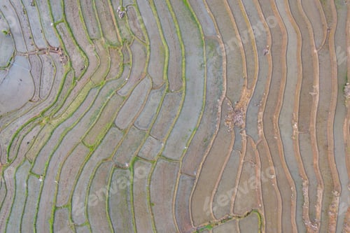 Preview: Fresh paddy rice, green agricultural field in countryside or rural area in Asia. Nature landscape.