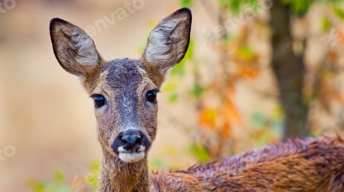 Preview: European Roe Deer, Spain