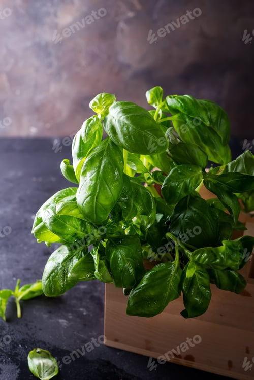 Preview: Green fresh basil on stone background