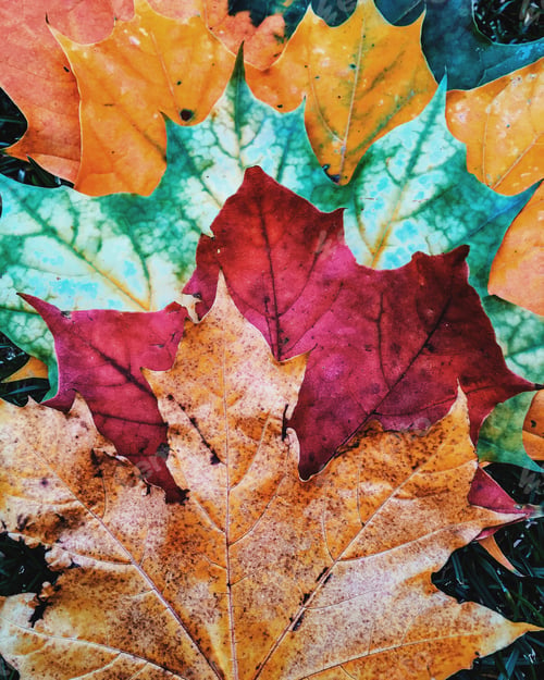 Colorful Fall Leaves on a Forest Floor