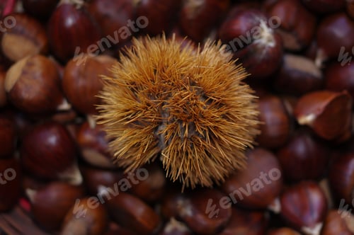 Preview: Closeup shot shiny brown chestnuts with spiky shells
