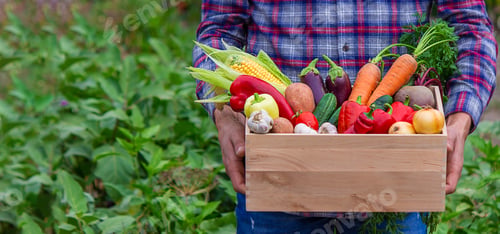 Preview: A farmer keeps vegetables in the garden. Selective focus.