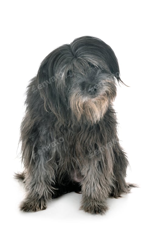 Preview: adult pyrenean shepherd