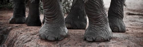 Preview: A closeup view of elephant feet standing firm on the ground.