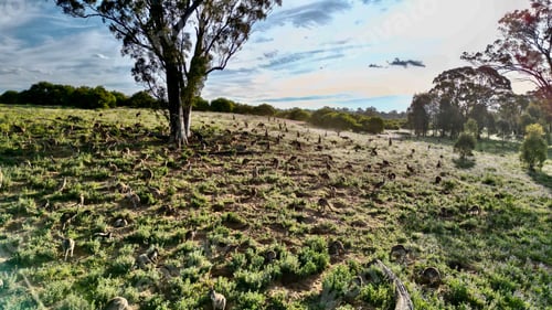 Preview: a grassy field with a big tree in the middle of it